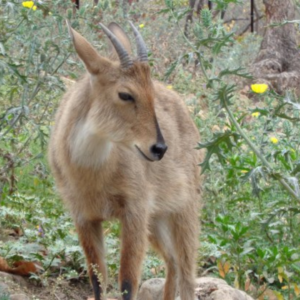 Malsi Deer Park, Malsi Deer Park ticket price, hotels near Malsi Deer Park, Malsi Deer Park photos, Malsi Deer Park timings, Malsi Deer Park entry fee, Dehradun Zoo,