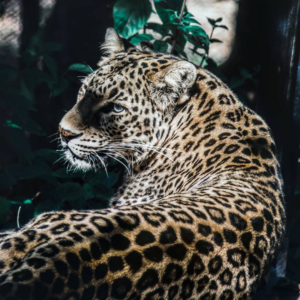 Malsi Deer Park, Malsi Deer Park ticket price, hotels near Malsi Deer Park, Malsi Deer Park photos, Malsi Deer Park timings, Malsi Deer Park entry fee, Dehradun Zoo,
