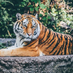 Malsi Deer Park, Malsi Deer Park ticket price, hotels near Malsi Deer Park, Malsi Deer Park photos, Malsi Deer Park timings, Malsi Deer Park entry fee, Dehradun Zoo,