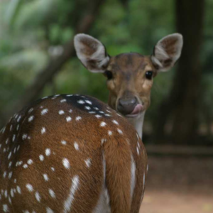 Malsi Deer Park, Malsi Deer Park ticket price, hotels near Malsi Deer Park, Malsi Deer Park photos, Malsi Deer Park timings, Malsi Deer Park entry fee, Dehradun Zoo,