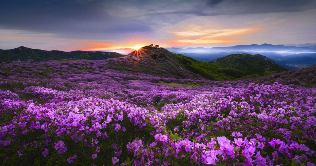 Valley Of Flowers is open again, Valley Of Flowers open, Valley Of Flowers treks, flowers in Valley Of Flowers, 