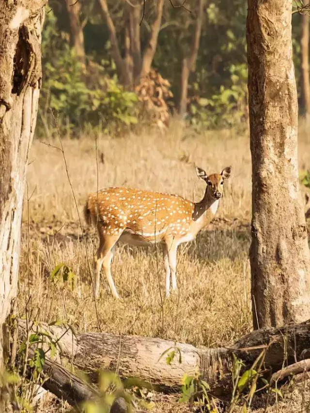 7 Enchanting Forests in Uttarakhand for Nature Lovers