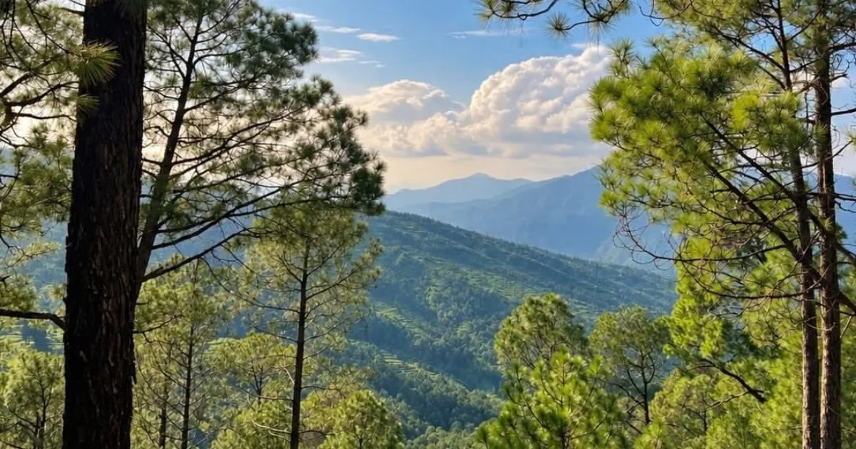 12 Best Places to Visit in Uttarakhand in October for Nature Lovers 8 Tall pine trees framing a scenic view of green mountain slopes and clouds in Peora.