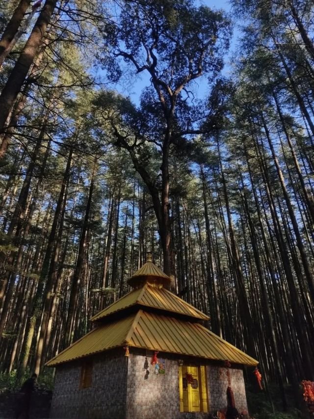 Devalsari Temple, Uttarakhand: How to Reach, Timing, History, Complete Travel Guide 4 A low angle view of a small multi-tiered temple surrounded by incredibly tall, dense deodar trees pointing towards a blue sky.