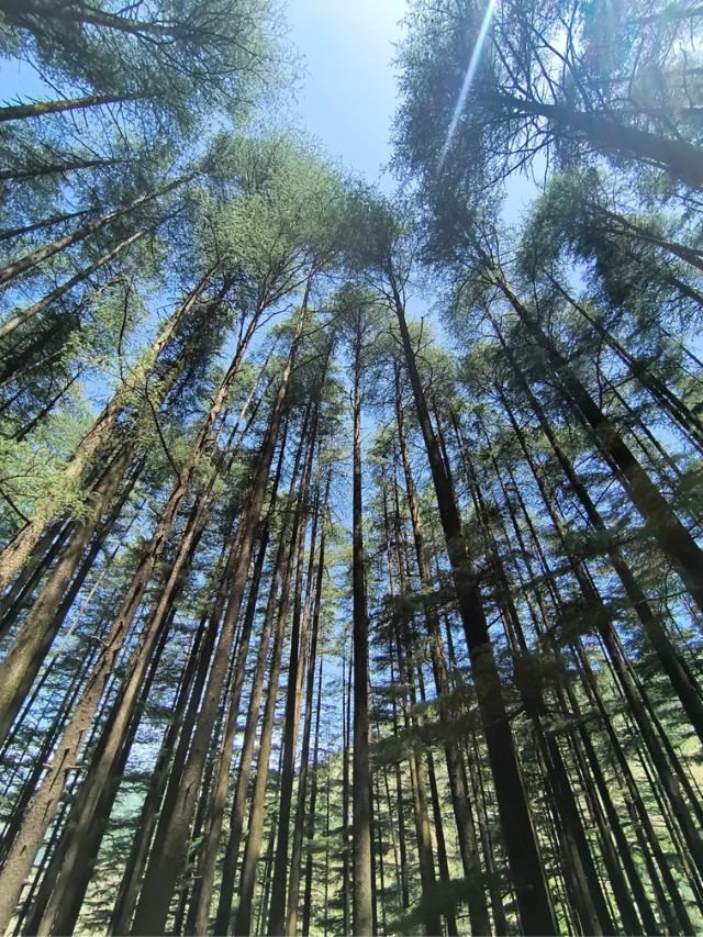 Devalsari Temple, Uttarakhand: How to Reach, Timing, History, Complete Travel Guide 5 An upward look at countless towering pine trees creating a massive green canopy against a bright, sunlit blue sky in a quiet forest.