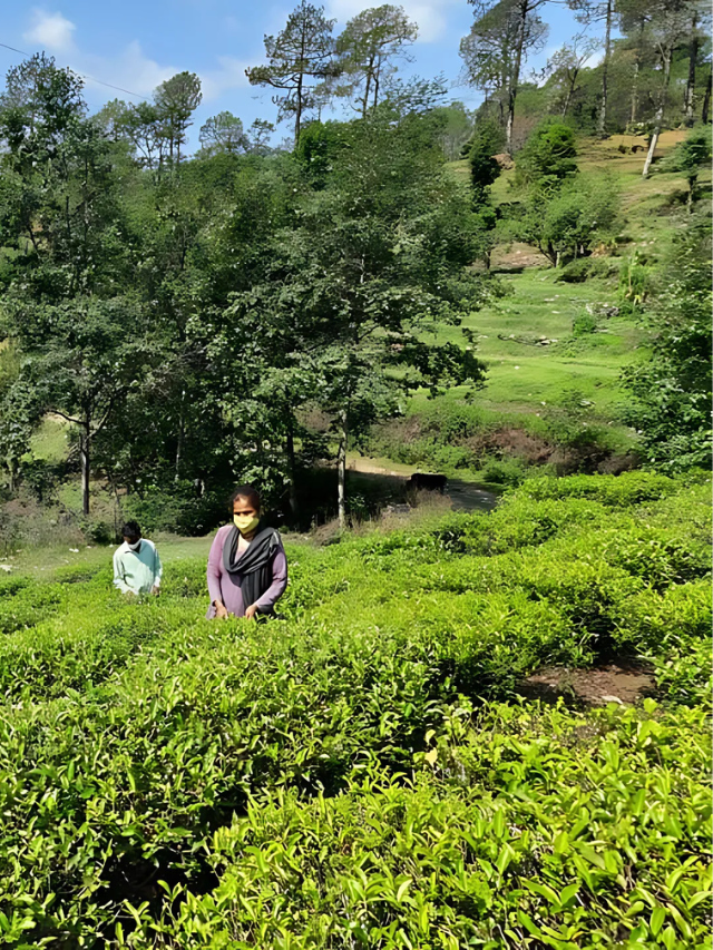 Berinag Tea Gardens