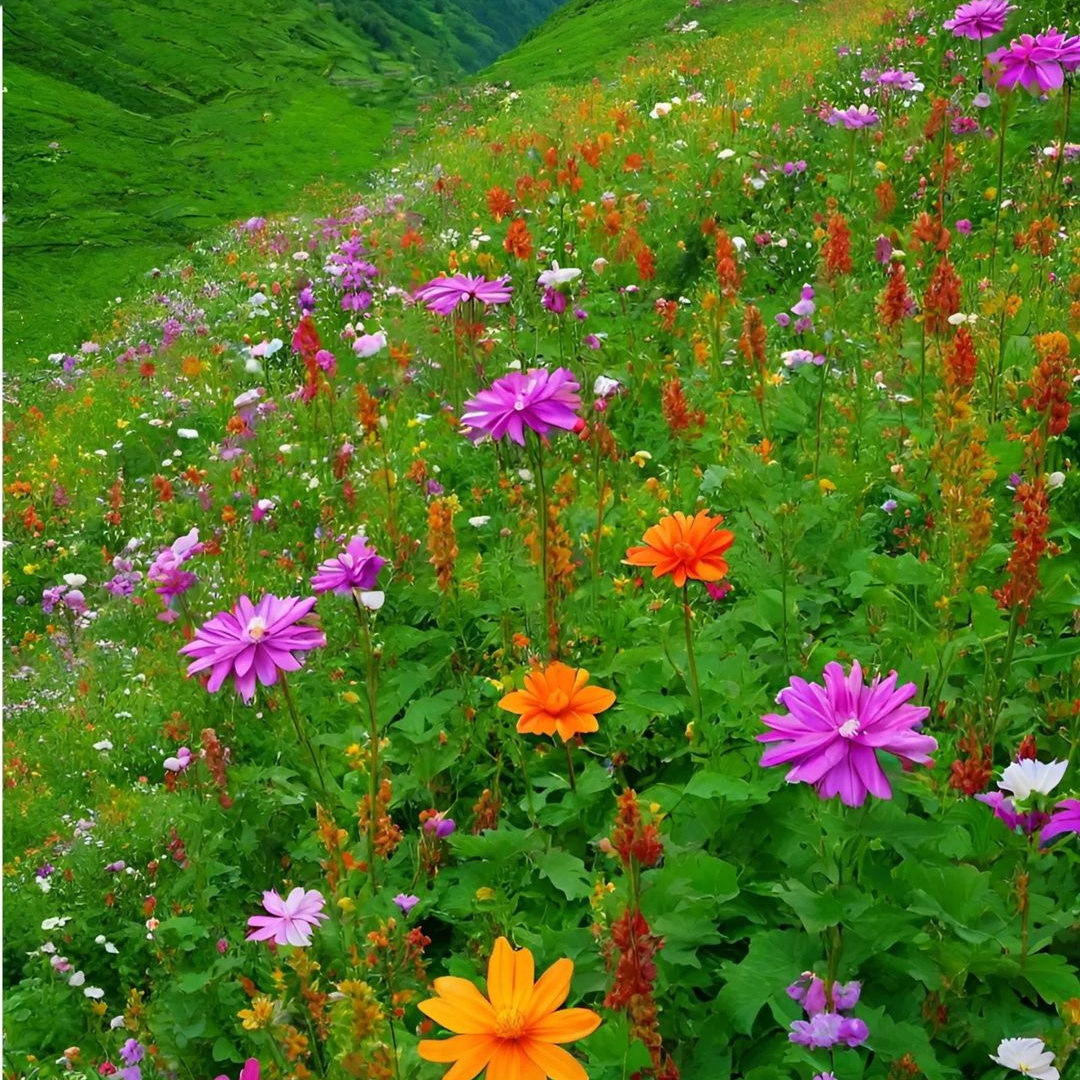 Valley of Flowers, best time to visit, best season to visit valley of flowers, opening time, valley of flowers national park photos, how to reach valley of flowers, delhi to valley of flowers, badrinath to valley of flowers, Valley of Flowers Uttarakhand Trek, Valley of Flowers Trek Best Time, Valley of Flowers Uttarakhand Trek Distance,