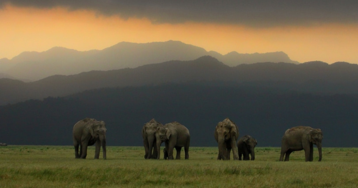 Explore National Parks in Uttarakhand: Complete Travel Guide 2 National Park in Uttarakhand, National Parks in Uttarakhand, uttarakhane best national park, uttarakhand National Park entry fees, Jim Corbett National Park, Rajaji National Park, Valley Of Flowers National Park, Nanda Devi National Park, Gangotri National Park, Govind Pashu Vihar National Park & Sanctuary,