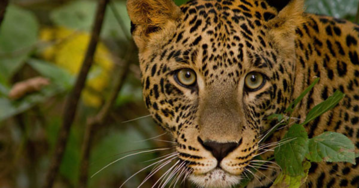 Explore National Parks in Uttarakhand: Complete Travel Guide 5 National Park in Uttarakhand, National Parks in Uttarakhand, uttarakhane best national park, uttarakhand National Park entry fees, Jim Corbett National Park, Rajaji National Park, Valley Of Flowers National Park, Nanda Devi National Park, Gangotri National Park, Govind Pashu Vihar National Park & Sanctuary,