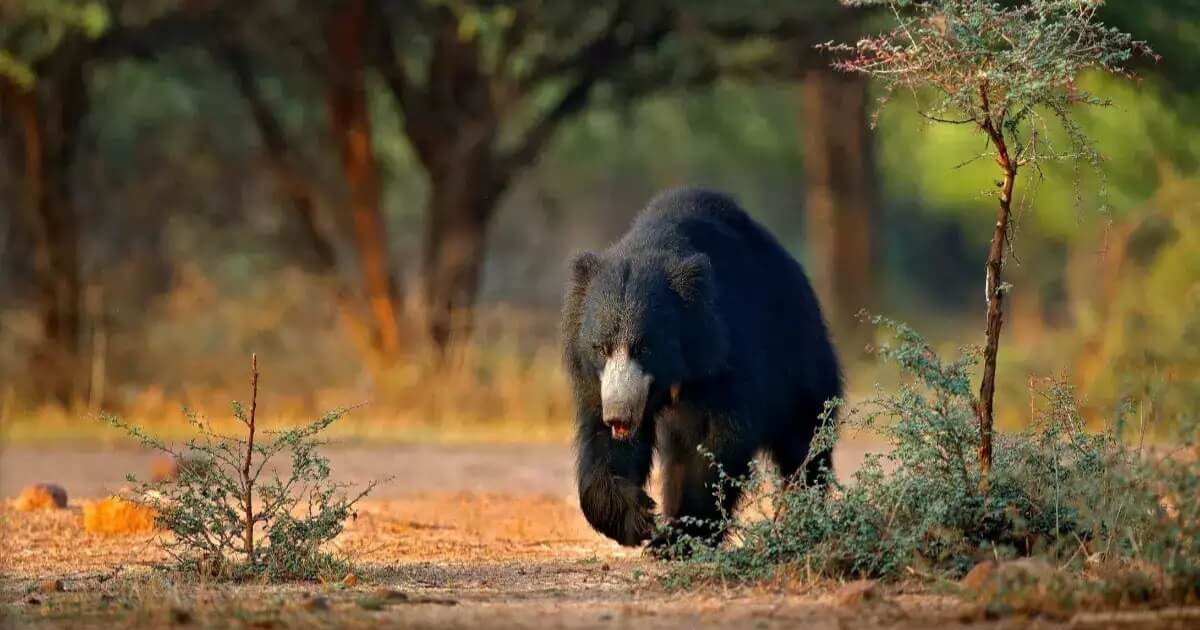 Explore National Parks in Uttarakhand: Complete Travel Guide 3 National Park in Uttarakhand, National Parks in Uttarakhand, uttarakhane best national park, uttarakhand National Park entry fees, Jim Corbett National Park, Rajaji National Park, Valley Of Flowers National Park, Nanda Devi National Park, Gangotri National Park, Govind Pashu Vihar National Park & Sanctuary,