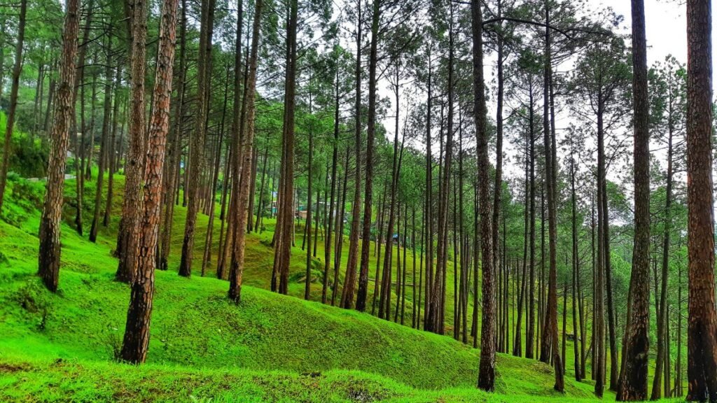 Delhi to Ranikhet Distance, Delhi to Ranikhet bus Distance, Delhi to Ranikhet by bus, Delhi to Ranikhet by Train, Delhi to Ranikhet by taxi,